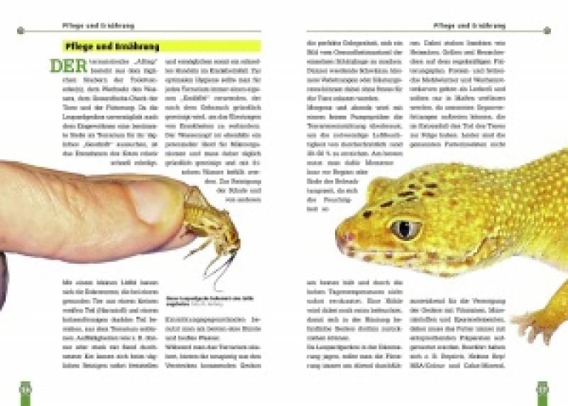 Der Leopardgecko